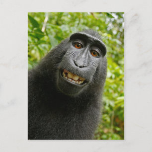 Funny Crested Monkey Glimlachend Gekke Selfie Briefkaart
