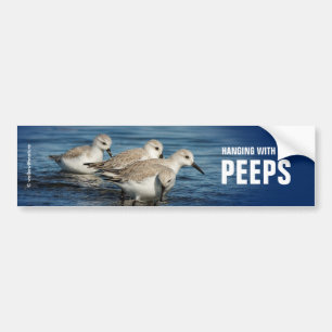 Funny Cute 4 Sanderlings Sandpipers bij het strand Bumpersticker