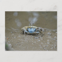 Funny Cute Blue Fiddler Crab op Mud Flats Foto Briefkaart
