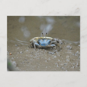 Funny Cute Blue Fiddler Crab op Mud Flats Foto Briefkaart