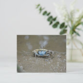 Funny Cute Blue Fiddler Crab op Mud Flats Foto Briefkaart (Staand voorkant)