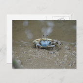 Funny Cute Blue Fiddler Crab op Mud Flats Foto Briefkaart (Voorkant / Achterkant)