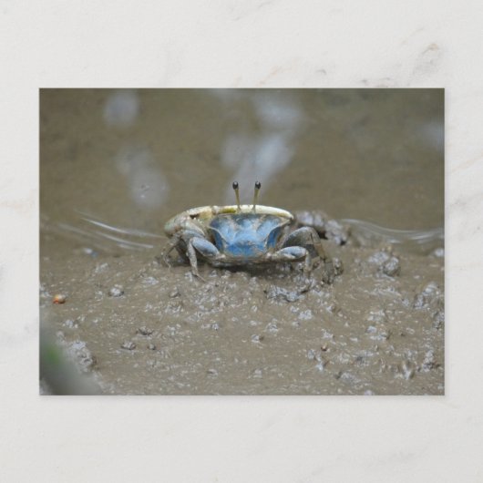 Funny Cute Blue Fiddler Crab op Mud Flats Foto Briefkaart (Voorkant)