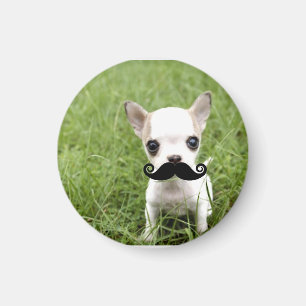 Funny Cute Chihuahua met Mustache Magneet