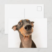 Funny Cute Doberman Puppy Dog Briefkaart (Voorkant / Achterkant)