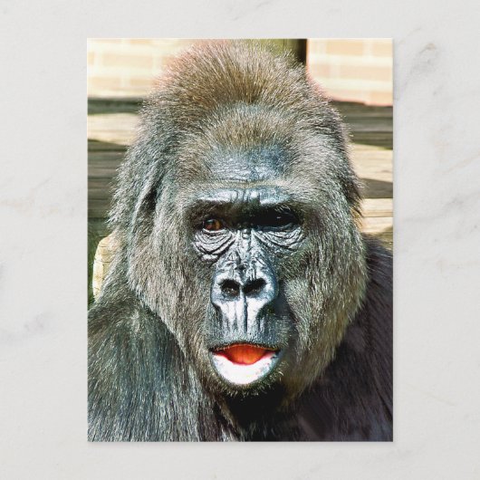 FUNNY CUTE GORILLA BRIEFKAART (Voorkant)