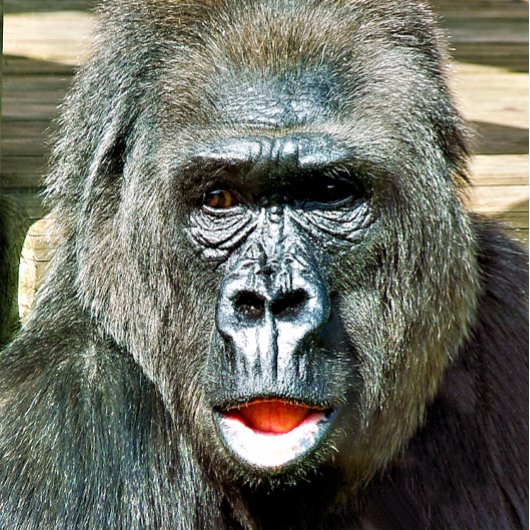 FUNNY CUTE GORILLA BUTTON FLESOPENER