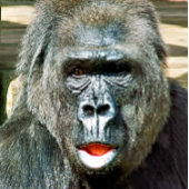 FUNNY CUTE GORILLA GOLFBALLEN