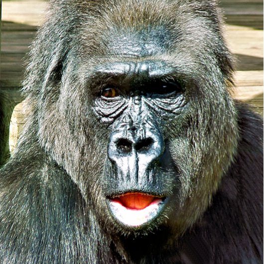 FUNNY CUTE GORILLA HANDWAAIER