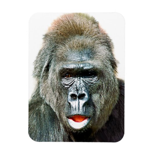 FUNNY CUTE GORILLA MAGNEET (Verticaal)