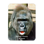 FUNNY CUTE GORILLA MAGNEET (Verticaal)