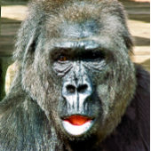 FUNNY CUTE GORILLA PICKLEBALL PADDLE