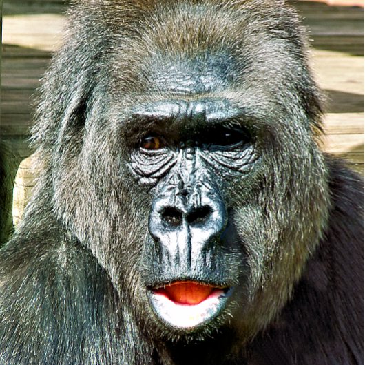 FUNNY CUTE GORILLA PICKLEBALL PADDLE