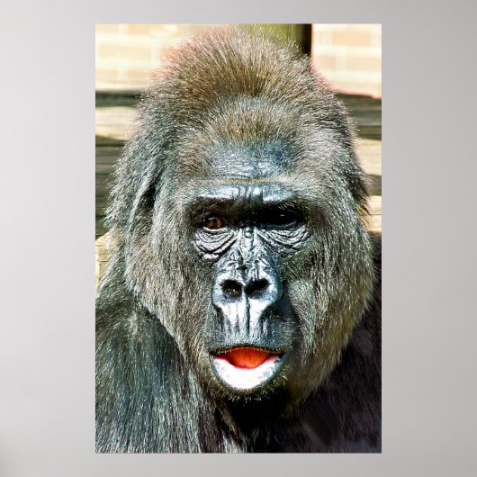 FUNNY CUTE GORILLA POSTER (Voorkant)