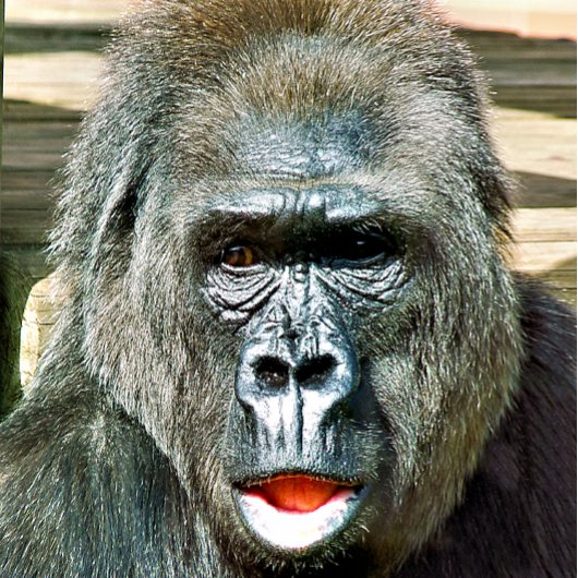 FUNNY CUTE GORILLA POSTER