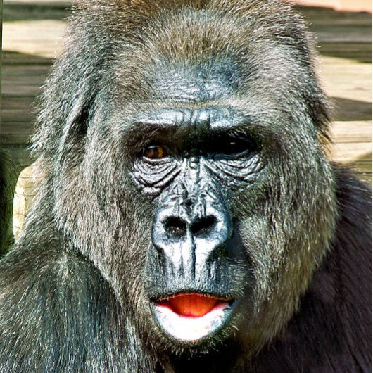 FUNNY CUTE GORILLA RAAMSTICKER