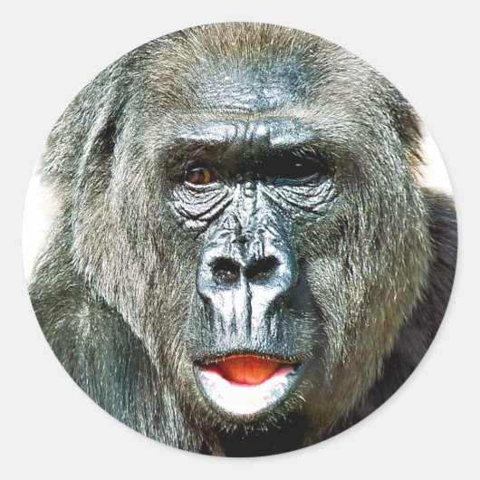 FUNNY CUTE GORILLA RONDE STICKER (Voorkant)
