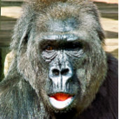 FUNNY CUTE GORILLA VIERKANTE KLOK