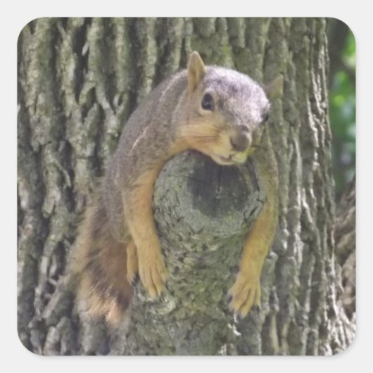 Funny Cute Lazy Squirrel in Tree Vierkante Sticker (Voorkant)