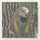 Funny Cute Lazy Squirrel on Tree Branch Glazen Onderzetter (Voorkant)