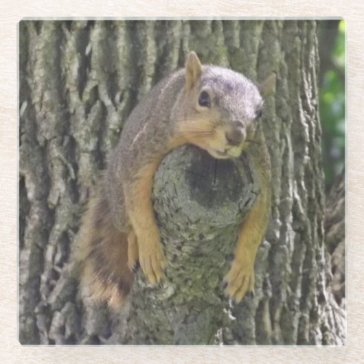 Funny Cute Lazy Squirrel on Tree Branch Glazen Onderzetter (Voorkant)