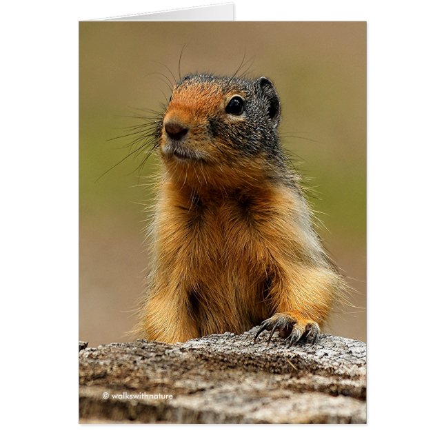 Funny Cute Saucy Columbian Ground Squirrel (Voorkant)
