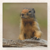 Funny Cute Saucy Columbian Ground Squirrel Glazen Onderzetter (Voorkant)