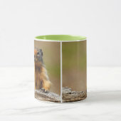 Funny Cute Saucy Columbian Ground Squirrel Mok (Midden)