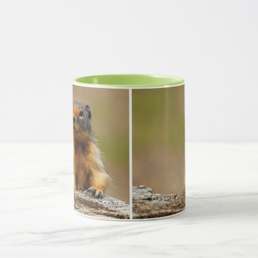 Funny Cute Saucy Columbian Ground Squirrel Mok (Midden)