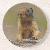 Funny Cute Saucy Columbian Ground Squirrel Zandsteen Onderzetter (Voorkant)