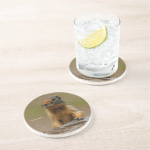 Funny Cute Saucy Columbian Ground Squirrel