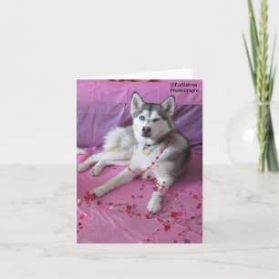 Funny, Cute Siberian Husky Valentine's Day Kaart
