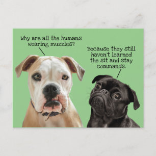 Funny Cute Sit/Blijf honden tijdens pandemie Geen  Briefkaart