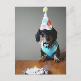 Funny Dachshund Dog Birthday Card Briefkaart