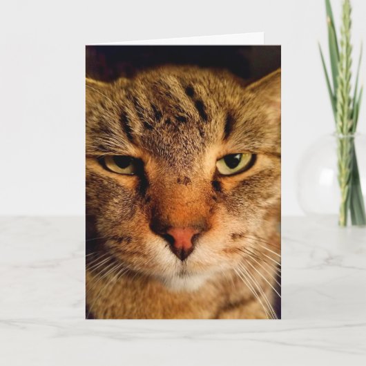 Funny Disgusted Cat Cancer Aanmoediging Kaart (Voorkant)