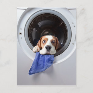 Funny dizzy beagle delicaat wassen briefkaart