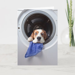 Funny dizzy beagle delicate washing bedankkaart