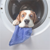 Funny dizzy beagle delicate washing sticker (Voorkant)