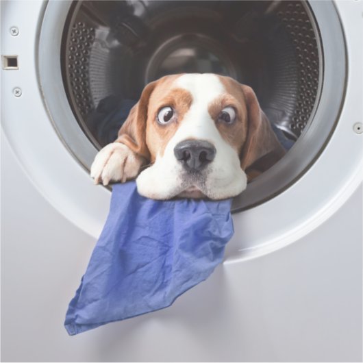 Funny dizzy beagle delicate washing sticker (Voorkant)