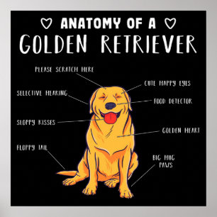 Funny Dog Anatomy of a Golden Retriever Poster