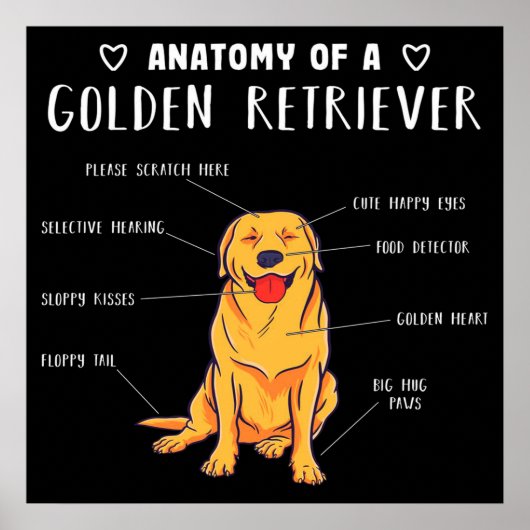 Funny Dog Anatomy of a Golden Retriever Poster (Voorkant)