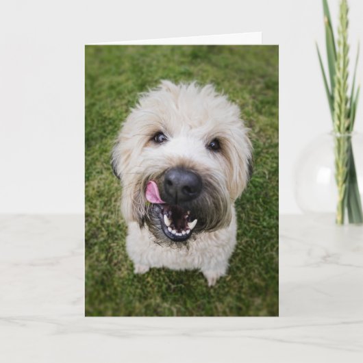 Funny Dog Birthday Card Kaart (Voorkant)