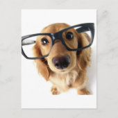 Funny Dog Briefkaart (Voorkant)