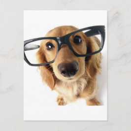 Funny Dog Briefkaart