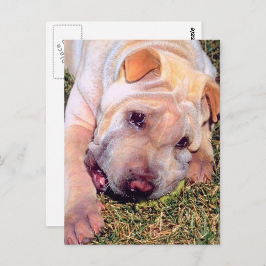 Funny Dog Briefkaart (Voorkant / Achterkant)