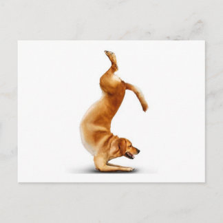 Funny dog briefkaart