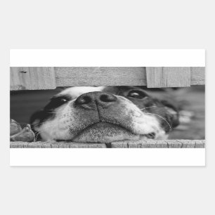 Funny Dog die nu onder Fence kleeft, Peek a Boo Rechthoekige Sticker
