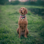 Funny Dog Guardian van de Mensheid Monogram Pet ID Huisdieren Naamplaatje<br><div class="desc">Funny Dog Guardian of Humanity Pet ID monogram Label,  Verlies je geliefde niet</div>