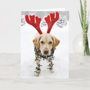 Funny Dog-kerstkaart Labrador Retriever Feestdagen Kaart