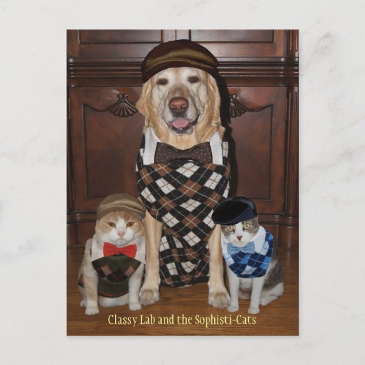 Funny Dog/Lab & Cats in Argyle Sweaters Briefkaart (Voorkant)